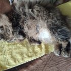 Tabby cat sleeping on yellow pillow in brown faux fur blanket