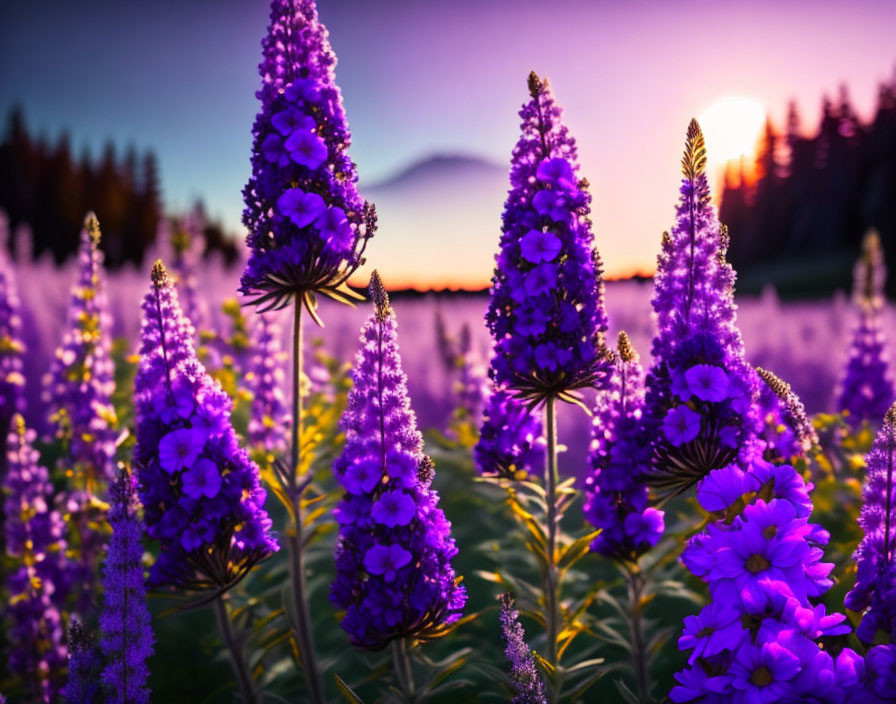 Blooming purple lupine flowers at sunset by a serene lake