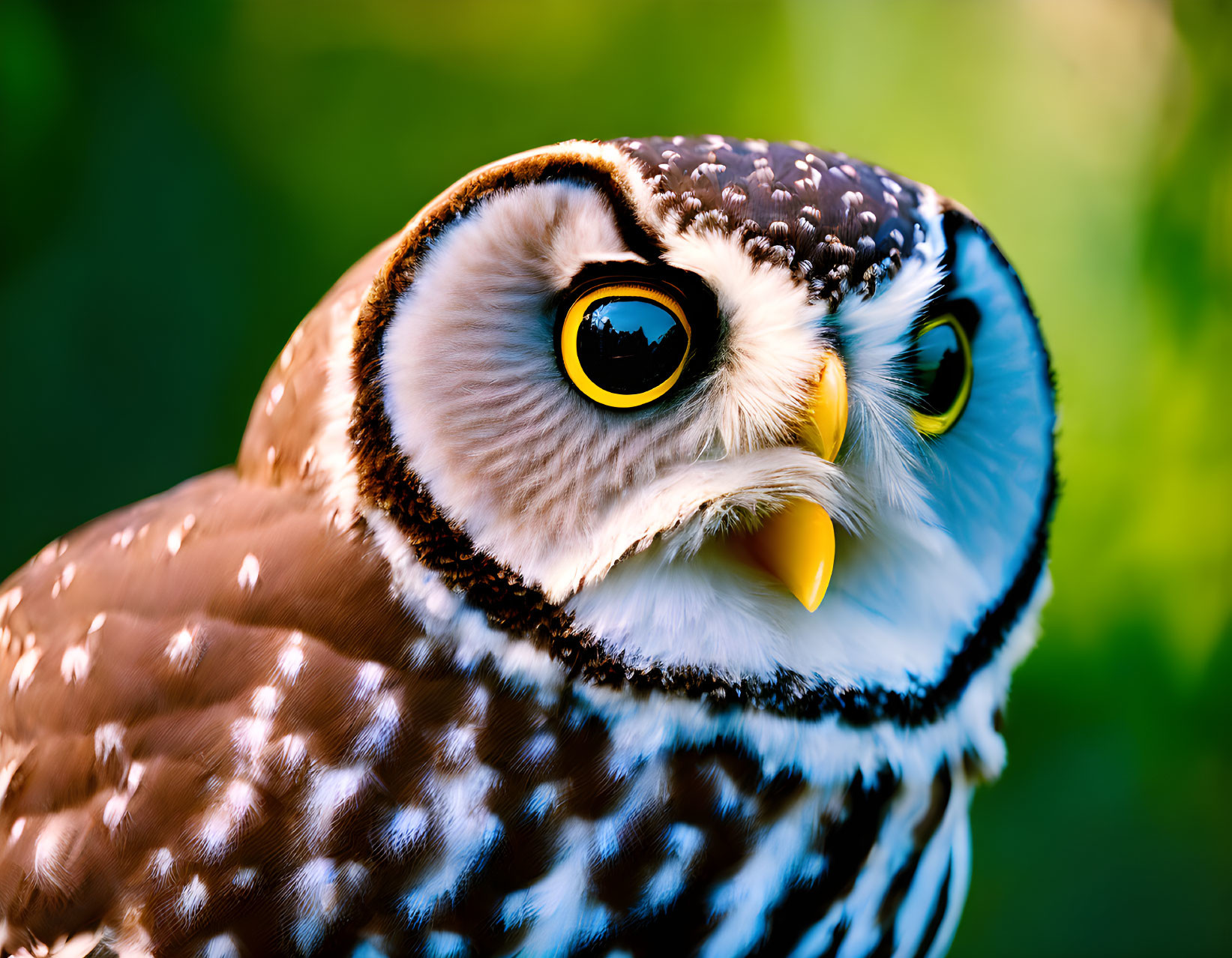 Spotted owl with captivating yellow eyes and sharp beak on green background