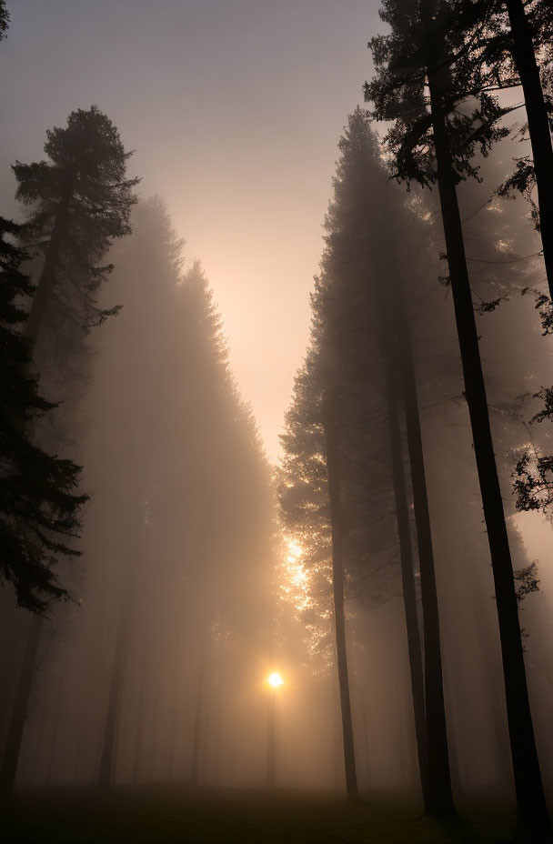 Misty forest sunrise with tall silhouetted trees