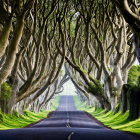 Beech tree-lined road forming a green canopy in Northern Ireland