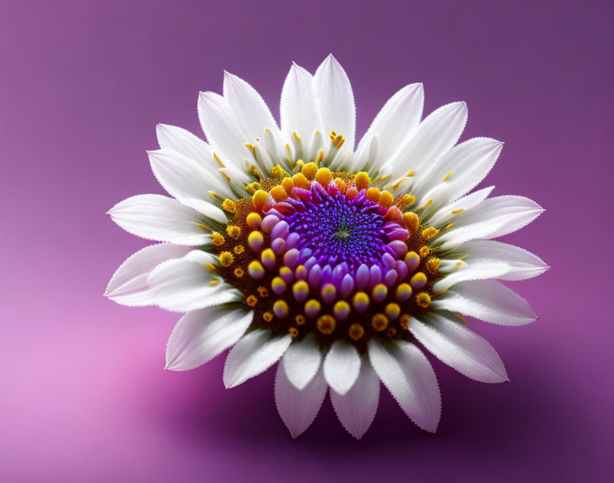 Vibrant white flower with purple and yellow center on purple background