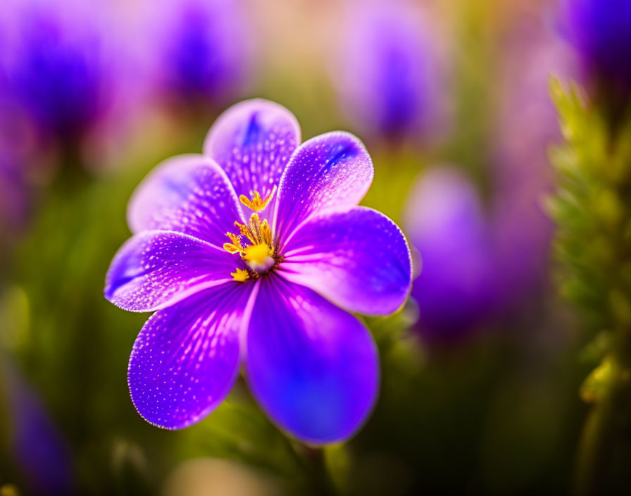 Vibrant Purple Flower with Yellow Stamens on Bokeh Background