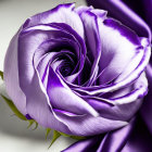 Purple Rose with Gold Accents on White Background with Golden Beads