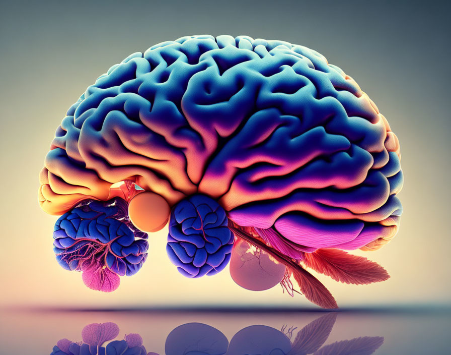 Detailed colorful human brain illustration with cerebrum, cerebellum, and brainstem on gradient backdrop