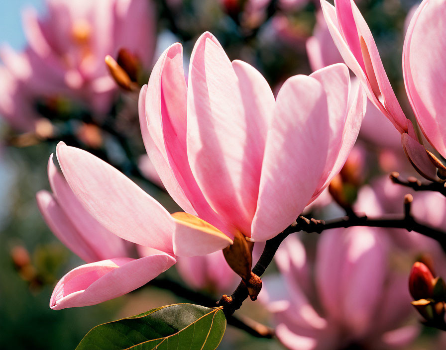 Pink magnolia flowers in bloom with blurred background, showcasing petals and branch.