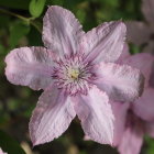 Close-Up of Dew-Speckled Pink Flower with Green and Purple Center among Similar Blooms and