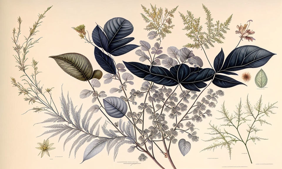 Vintage botanical illustration of plant species with detailed leaves, flowers, and seed pods