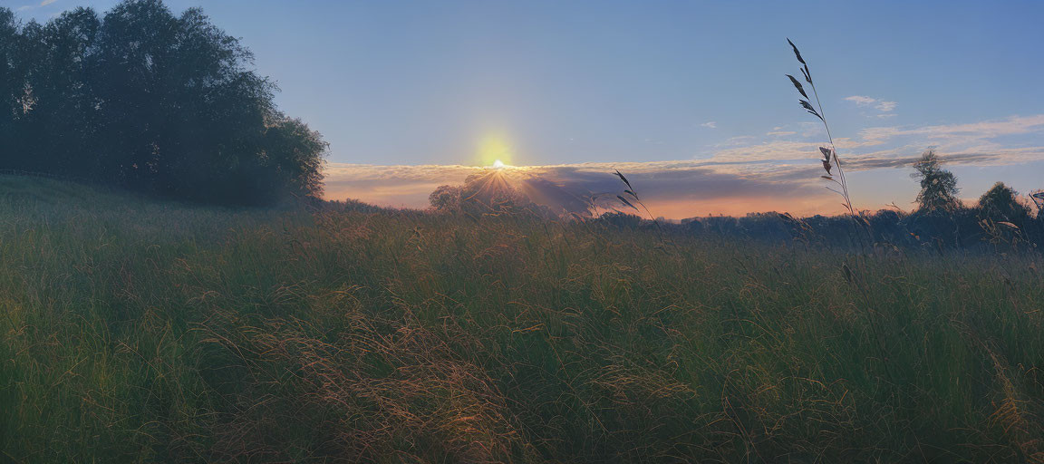 Tranquil sunrise scene with tall grasses, trees, and blue skies