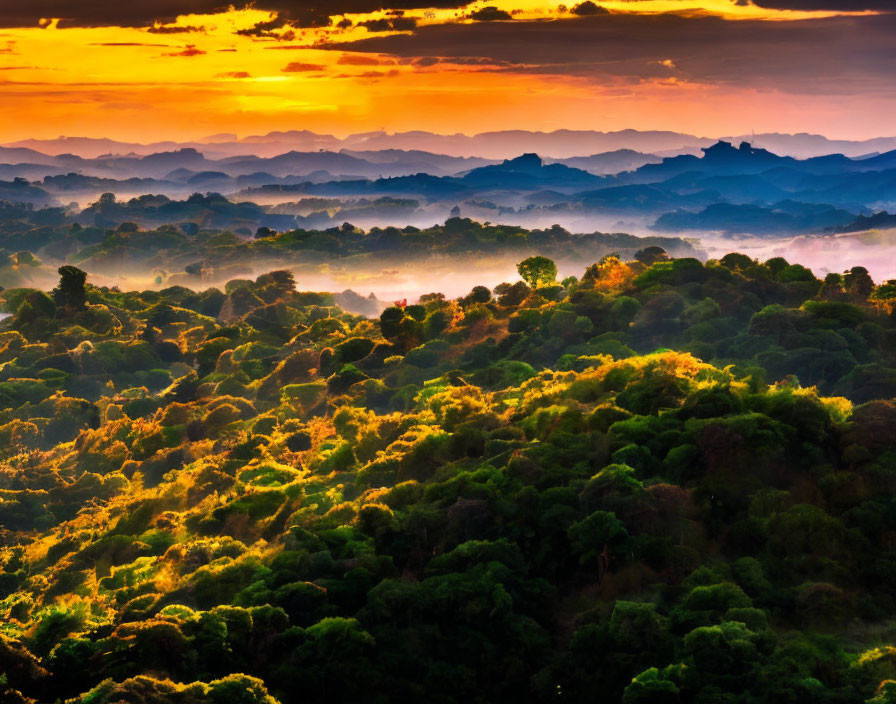Lush forest canopy over rolling hills at sunrise or sunset