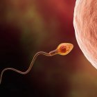 Single sperm near egg in space with red planet & bokeh lights, symbolizing fertilization