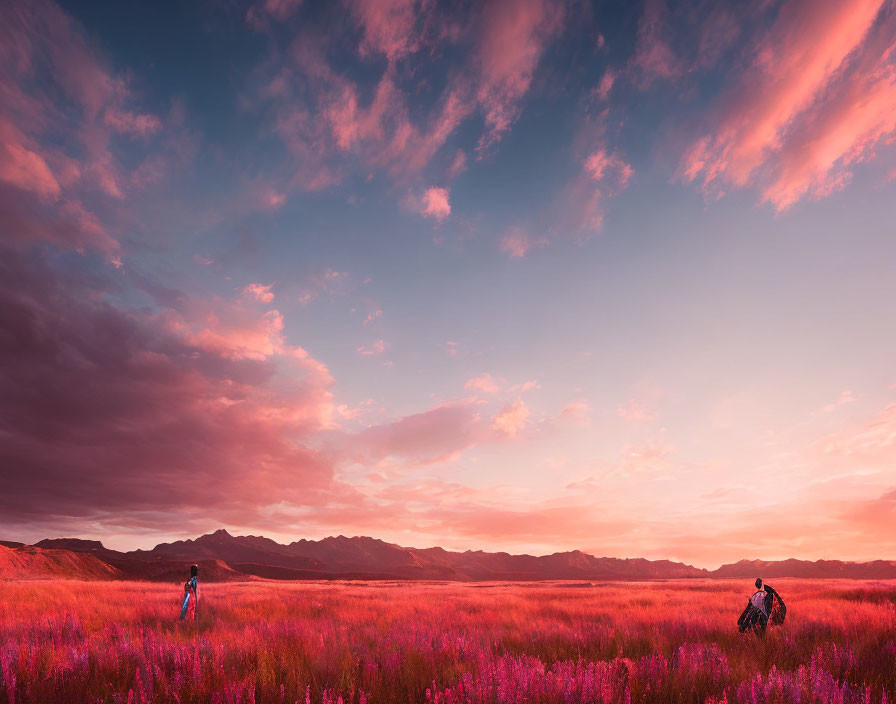 Vibrant field with pink flowers at sunset