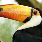 Vibrant Toucan Close-Up with Colorful Beak