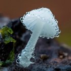 Transparent glass mushroom with water droplets on dark rock, green ivy leaf beside
