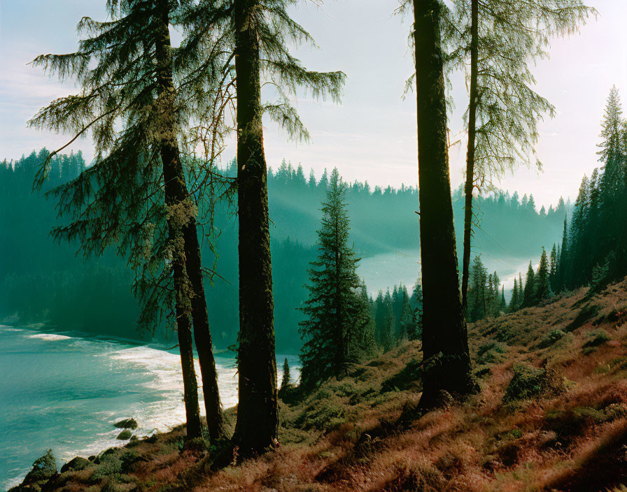 Misty forest backdrop with serene lake and pine trees