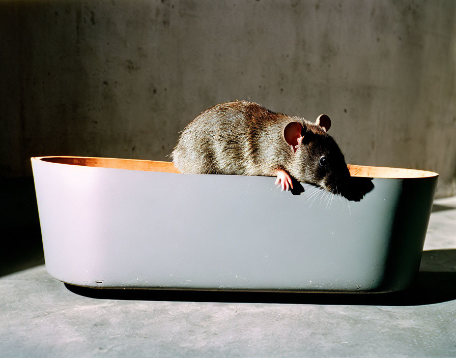 Large Rat on Edge of Small Wooden Boat Model in Sunlight