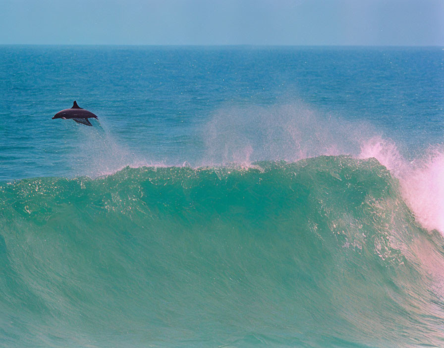 Dolphin leaping out of sea with large green wave