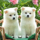 Fluffy White Puppies in Wicker Basket with Green Foliage and Pink Flowers