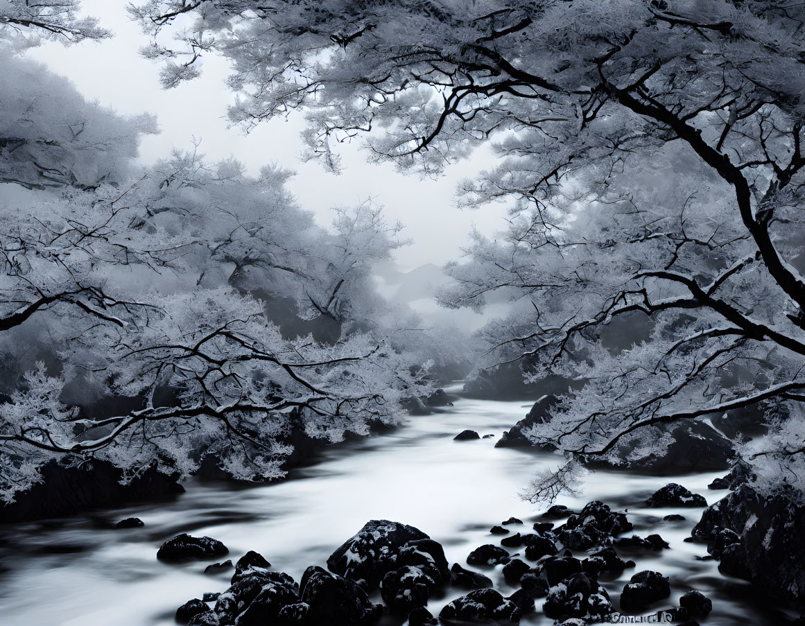 Snow-covered trees and river in monochromatic winter scene