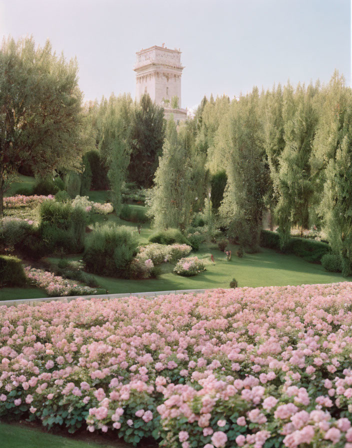 Tranquil garden scene with pink roses, green trees, and white stone tower