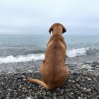 Dog sitting on pebble beach, looking at sea, with birds and seagull flying under cloudy