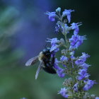 Colorful Bee Flying Towards Blue Bell Flowers in Lush Green Setting