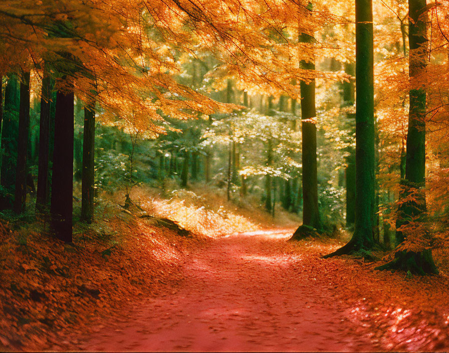 Tranquil Forest Path with Autumn Sunlight and Golden Leaves