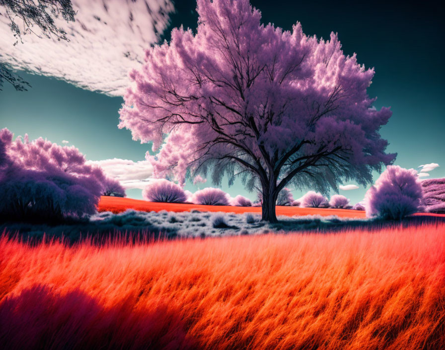 Meadow in infrared light