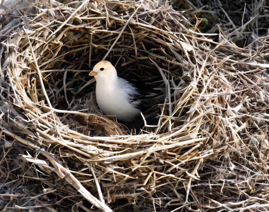 Bird in the nest 