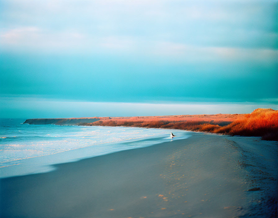 Deserted beach scene with solitary figure, orange foliage, calm sea, and blue sky