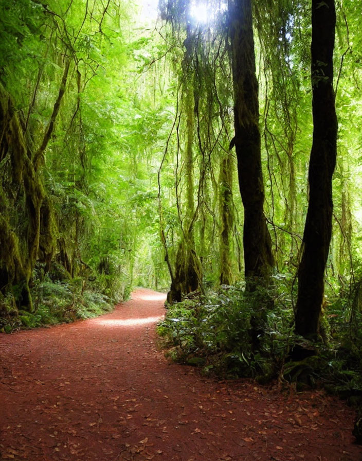 Scenic red dirt path in lush green forest with sunlight and moss