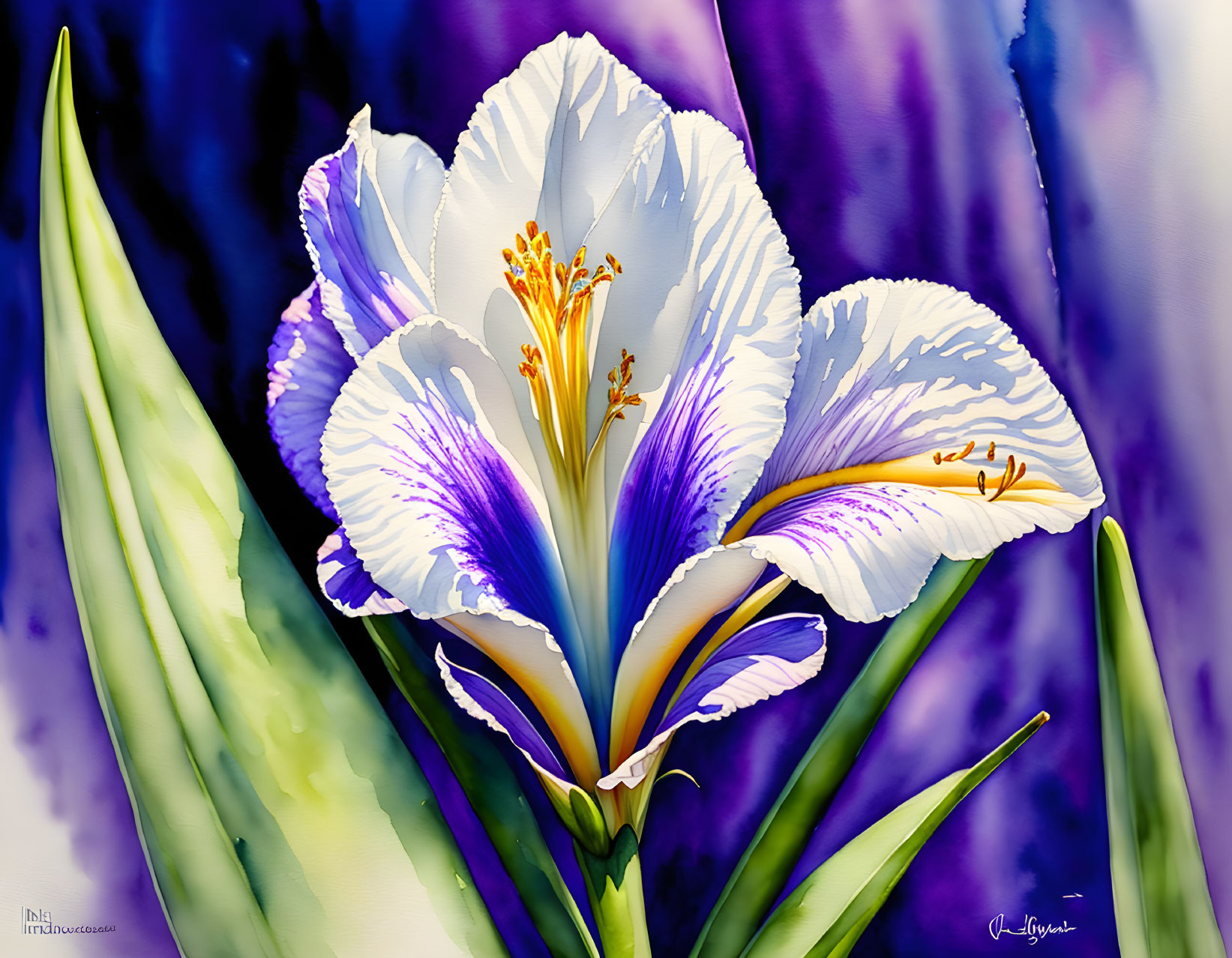 Colorful digital painting of white and purple iris flower with orange stamens on abstract purple backdrop