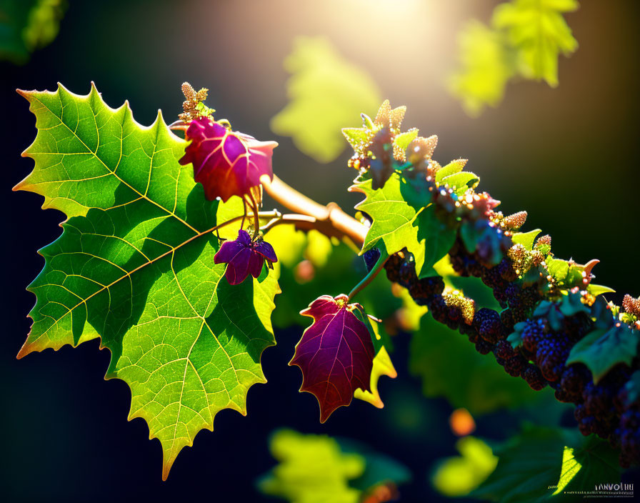 Green leaves with jagged edges and ripening dark berries under sunlight
