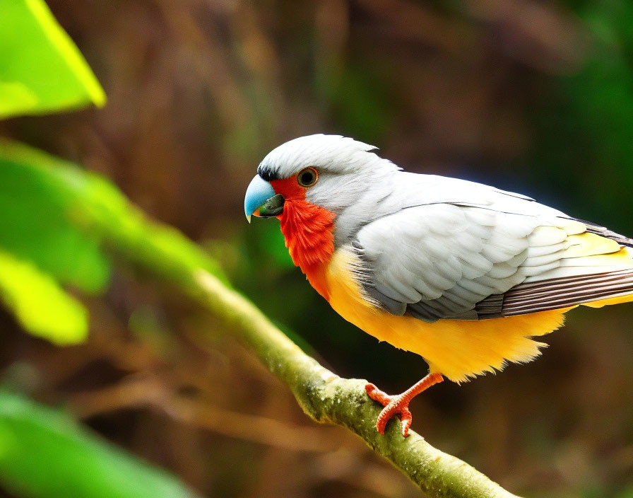 Amazon Forest Bird