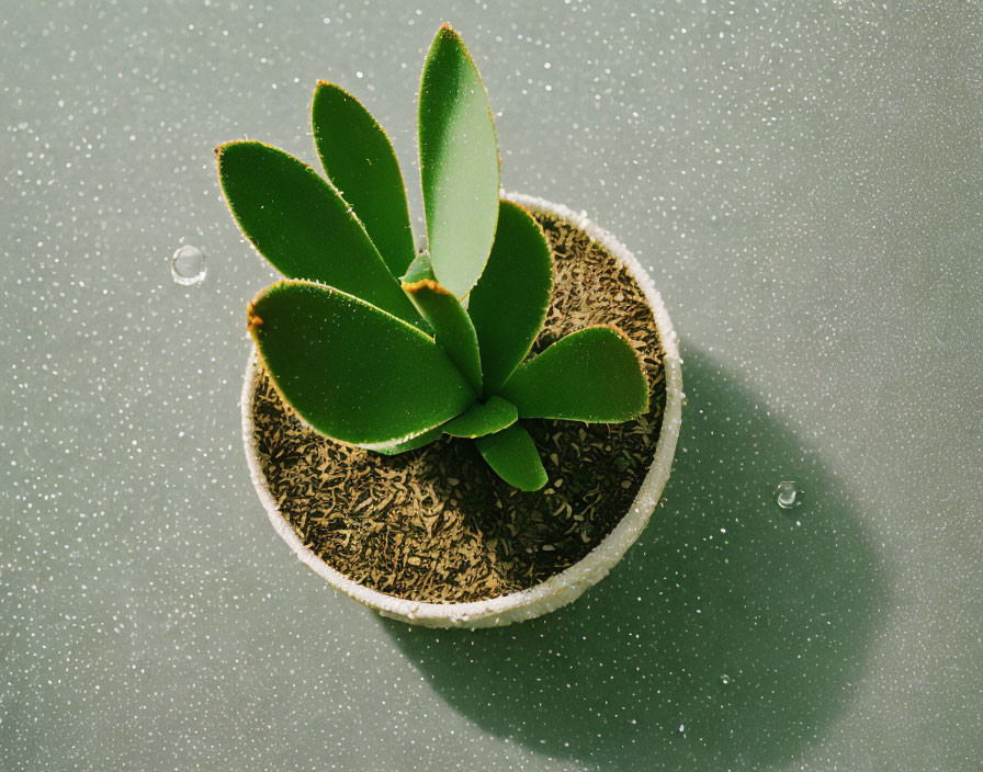 Green succulent plant in white pot on speckled surface with water droplets