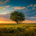 Solitary Tree in Golden Wheat Field at Sunset