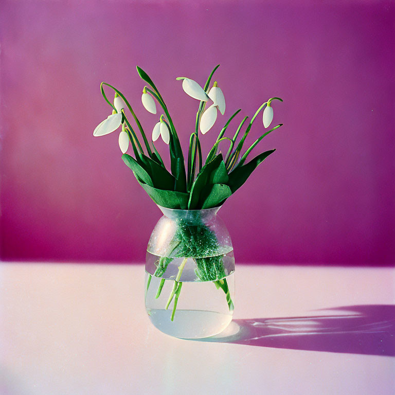 Glass vase with snowdrops on table against pink and purple background