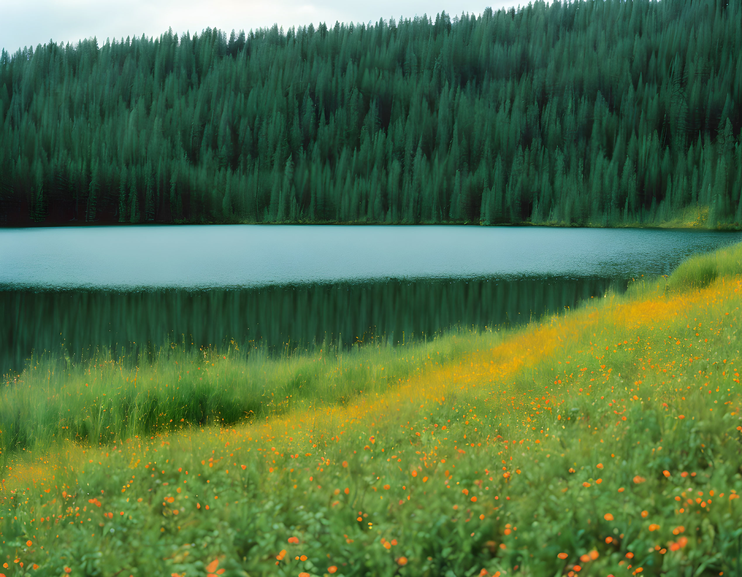Scenic lake with green forests and yellow wildflowers