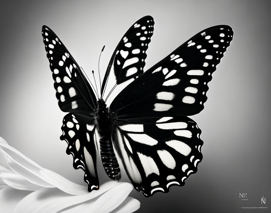 Monochrome butterfly with spotted wings on white flower against grey background