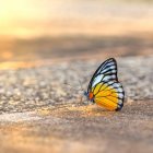 Colorful butterfly on sandy beach with approaching waves at sunset