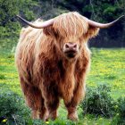 Shaggy Highland cow with long horns in lush green field