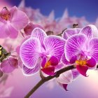 Colorful Orchids and Butterfly on Soft Bokeh Background