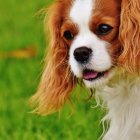 Cavalier King Charles Spaniel with White and Chestnut Fur