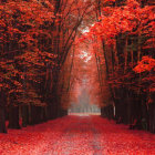 Tranquil autumn scene: sunlit path with red leaves