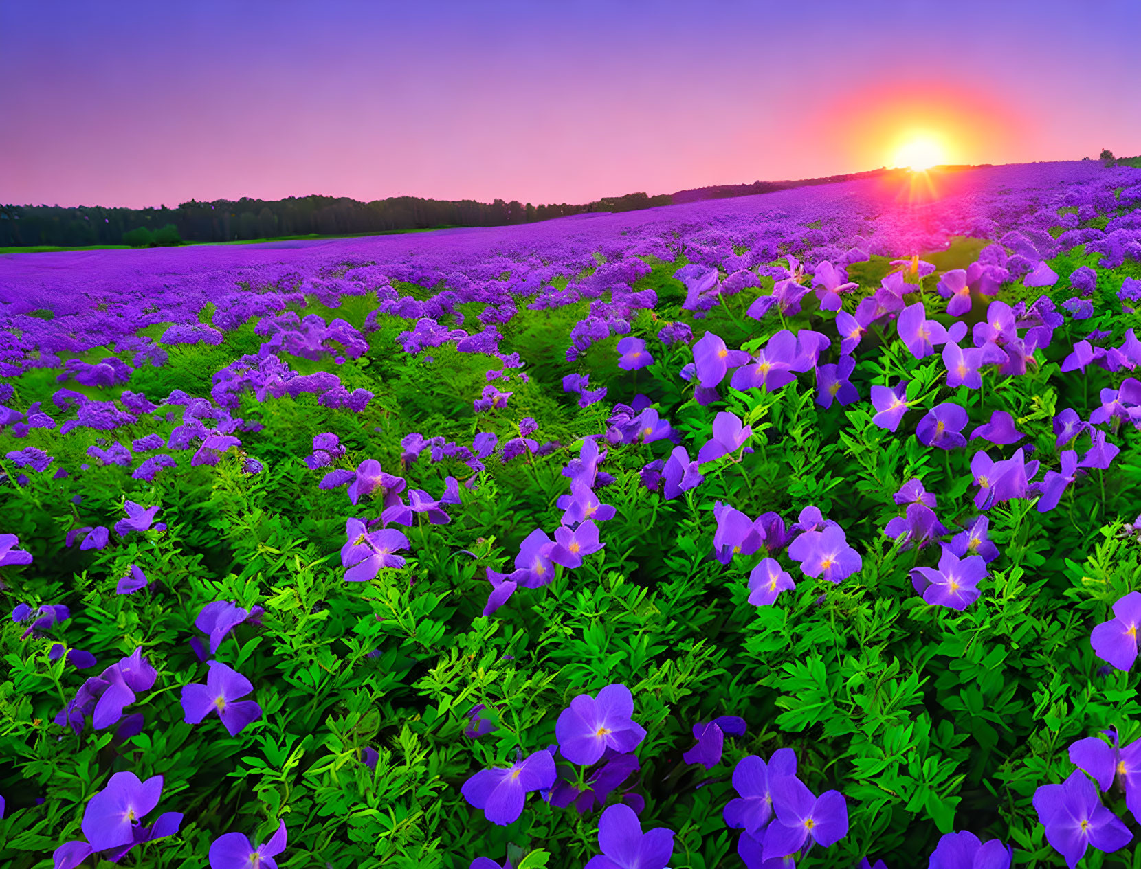 Flower Field within the Afterglow