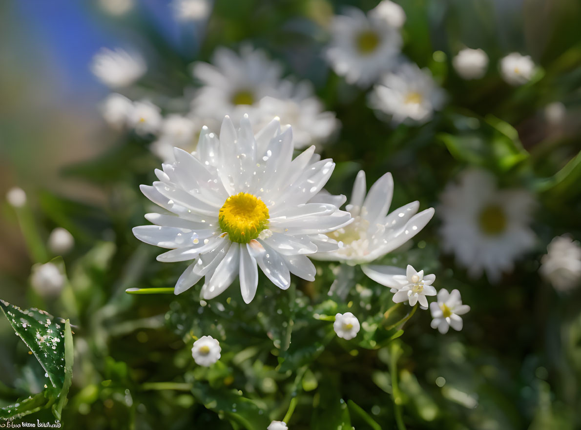 Fresh white daisies with water droplets on petals and leaves against a soft blue and green backdrop