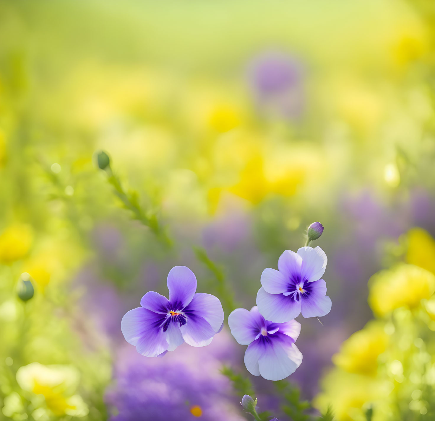 Purple and Yellow Flowers in Soft Sunlight