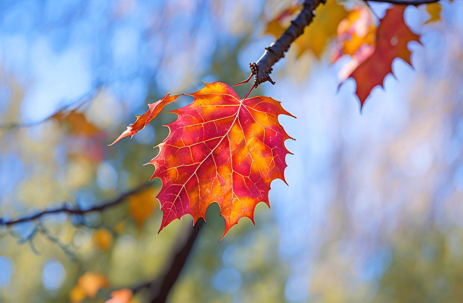 Vivid red-orange maple leaf against blurred autumnal backdrop