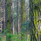 Misty Forest Scene: Gnarled Tree Trunks & Green Moss