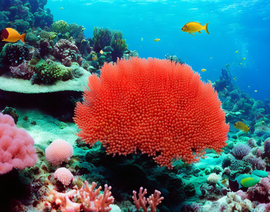 Colorful Coral Reef Scene with Diverse Formations and Swimming Fish
